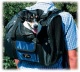 Detail vrobku: Tbag nylonov batoh na psa 44x30x21cm max. do 8 kg